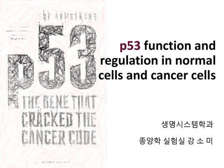 p53 function and regulation in normal cells and cancer cells