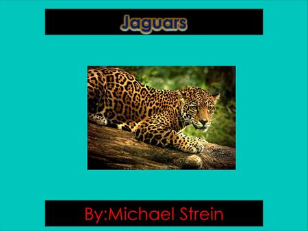 Jaguars By:Michael Strein