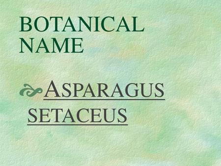 BOTANICAL NAME ASPARAGUS SETACEUS.