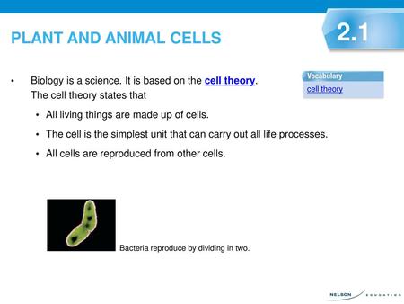 PLANT AND ANIMAL CELLS 2.1 Biology is a science. It is based on the cell theory. The cell theory states that All living things are made up of cells. The.