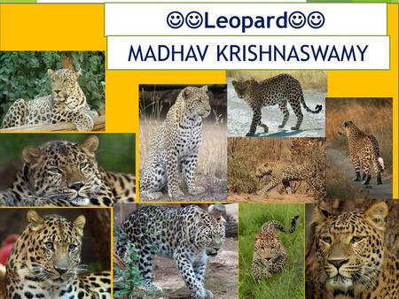 Leopard MADHAV KRISHNASWAMY