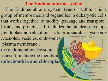 The Endomembrane system
