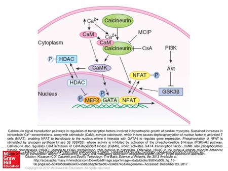 Calcineurin signal transduction pathways in regulation of transcription factors involved in hypertrophic growth of cardiac myocytes. Sustained increases.