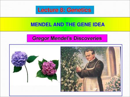 MENDEL AND THE GENE IDEA Gregor Mendel’s Discoveries