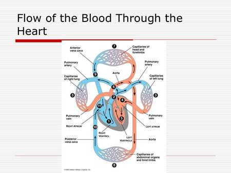 Flow of the Blood Through the Heart