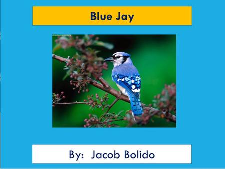 Blue Jay By: Jacob Bolido