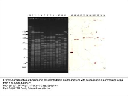 Figure 2. PFGE and Southern blot hybridization analysis results for E