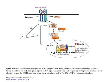 Figure. Schematic illustration on chitotriosidase (CHIT1) regulation of TGF-β pathway. CHIT1 enhances the effect of TGF-β through the induction of TGF-β.