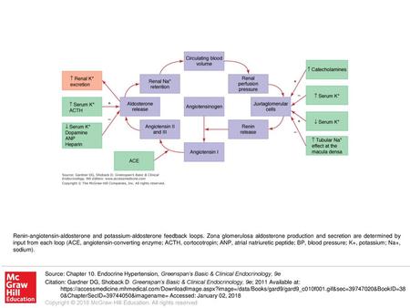 Renin-angiotensin-aldosterone and potassium-aldosterone feedback loops