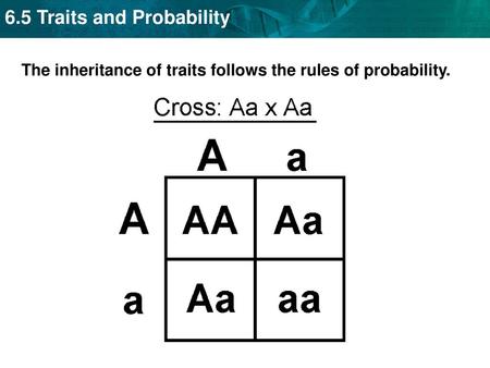 The inheritance of traits follows the rules of probability.