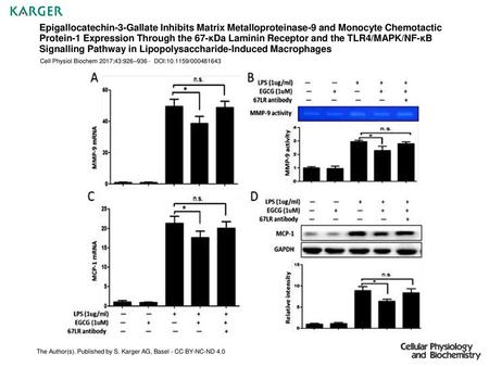 Epigallocatechin-3-Gallate Inhibits Matrix Metalloproteinase-9 and Monocyte Chemotactic Protein-1 Expression Through the 67-κDa Laminin Receptor and the.