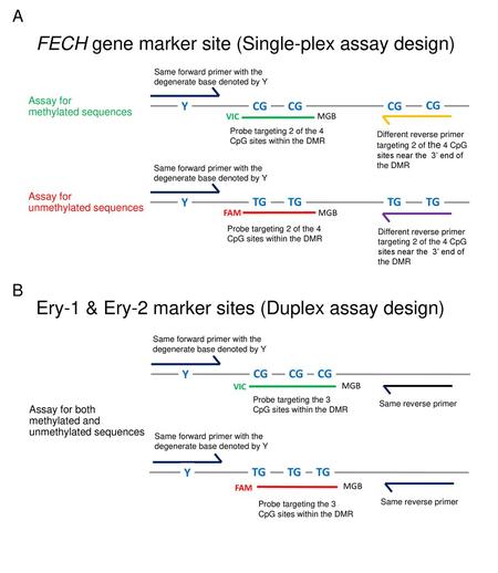 FECH gene marker site (Single-plex assay design)
