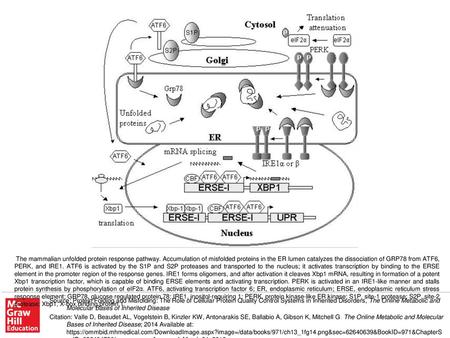 The mammalian unfolded protein response pathway