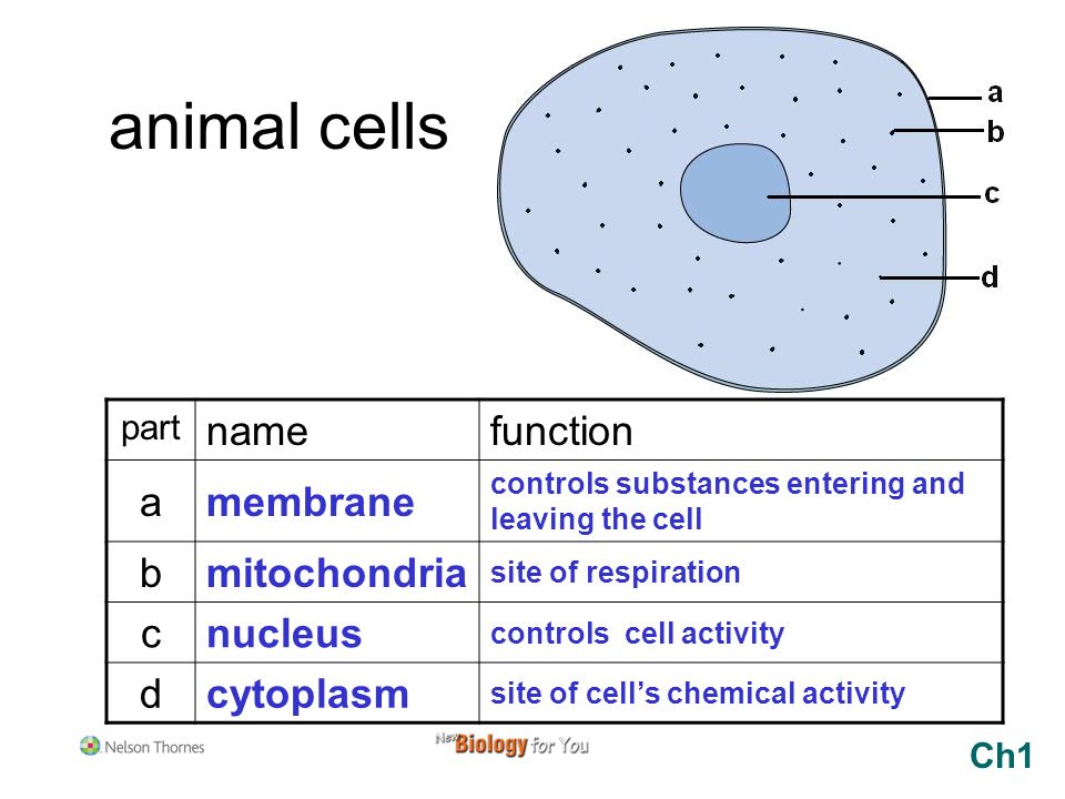 Describe The Role Of The Nucleus In Cell Activities Elementary