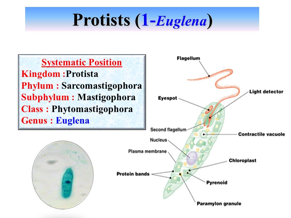 download chloroplast research in arabidopsis methods and protocols volume