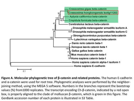 Figure A. Molecular phylogenetic tree of β-catenin and related proteins. The human E-cadherin and α-catenin were used for root tree. Phylogenetic analyses.