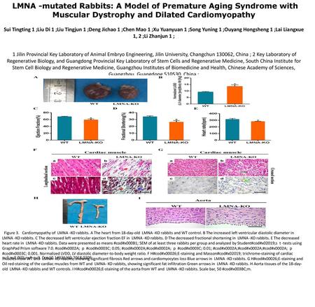 LMNA -mutated Rabbits: A Model of Premature Aging Syndrome with Muscular Dystrophy and Dilated Cardiomyopathy Sui Tingting 1 ;Liu Di 1 ;Liu Tingjun 1 ;Deng.