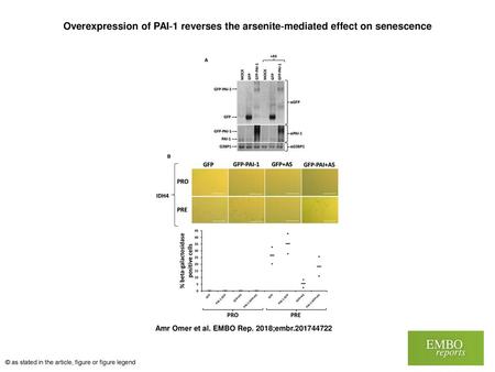 Overexpression of PAI‐1 reverses the arsenite‐mediated effect on senescence Overexpression of PAI‐1 reverses the arsenite‐mediated effect on senescence.