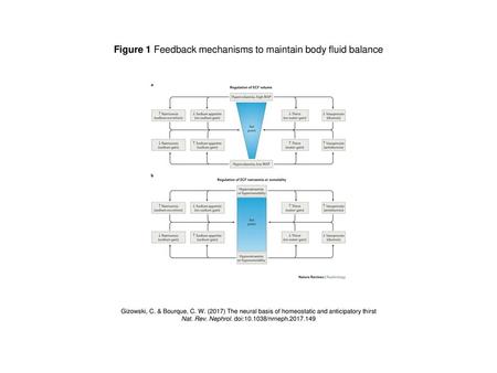 Figure 1 Feedback mechanisms to maintain body fluid balance