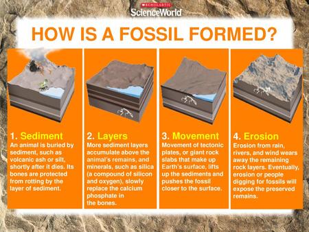 HOW IS A FOSSIL FORMED? 1. Sediment 2. Layers 3. Movement 4. Erosion