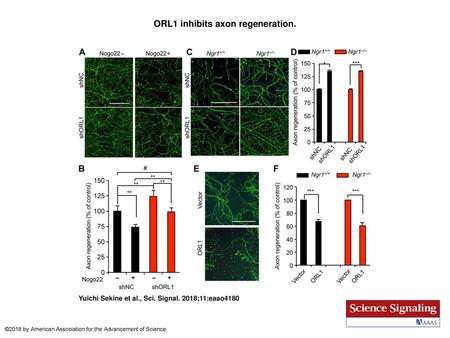 ORL1 inhibits axon regeneration.