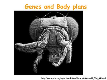 Genes and Body plans http://www.pbs.org/wgbh/evolution/library/03/4/real/l_034_04.html.