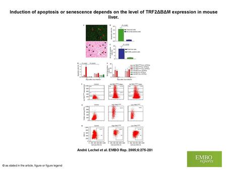 Induction of apoptosis or senescence depends on the level of TRF2ΔBΔM expression in mouse liver. Induction of apoptosis or senescence depends on the level.