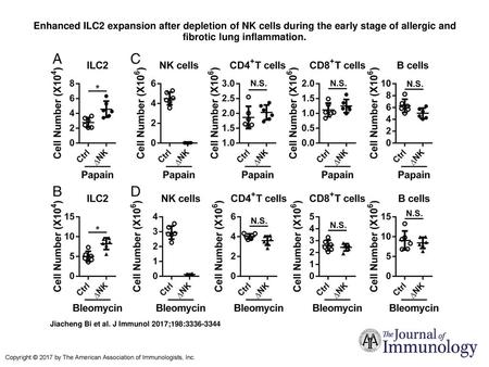Enhanced ILC2 expansion after depletion of NK cells during the early stage of allergic and fibrotic lung inflammation. Enhanced ILC2 expansion after depletion.