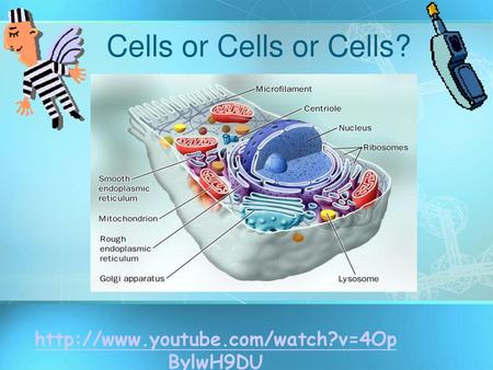 Cells or Cells or Cells? http://www.youtube.com/watch?v=4OpBylwH9DU.
