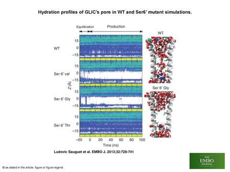 Hydration profiles of GLIC′s pore in WT and Ser6′ mutant simulations.
