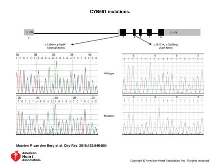 CYB561 mutations. CYB561 mutations. The upper part shows the structure of the CYB561 gene, with the positions of the identified mutations indicated. Gray.
