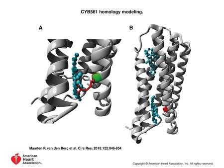CYB561 homology modeling. CYB561 homology modeling.A, Close-up of mutation G88R in CYB561. The protein is shown in ribbon presentation in gray, the heme.