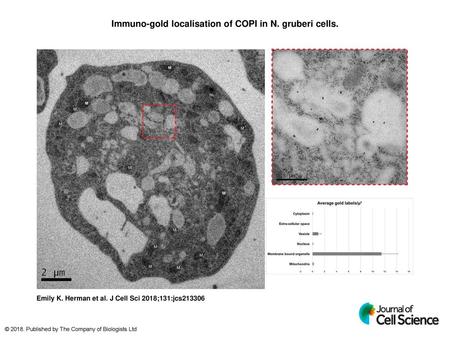 Immuno-gold localisation of COPI in N. gruberi cells.