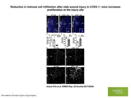Reduction in immune cell infiltration after stab wound injury in CCR2−/− mice increases proliferation at the injury site Reduction in immune cell infiltration.