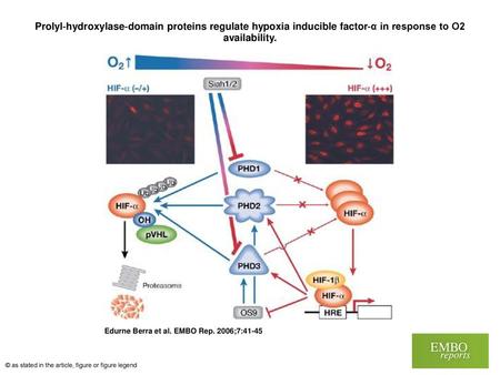 Prolyl‐hydroxylase‐domain proteins regulate hypoxia inducible factor‐α in response to O2 availability. Prolyl‐hydroxylase‐domain proteins regulate hypoxia.