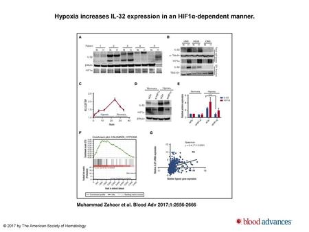 Hypoxia increases IL-32 expression in an HIF1α-dependent manner.