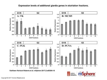 Expression levels of additional giardia genes in elutriation fractions