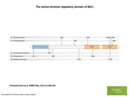 The amino‐terminal regulatory domain of Mcl1.