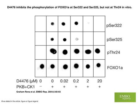 D4476 inhibits the phosphorylation of FOXO1a at Ser322 and Ser325, but not at Thr24 in vitro. D4476 inhibits the phosphorylation of FOXO1a at Ser322 and.
