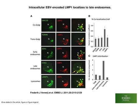 Intracellular EBV‐encoded LMP1 localizes to late endosomes.