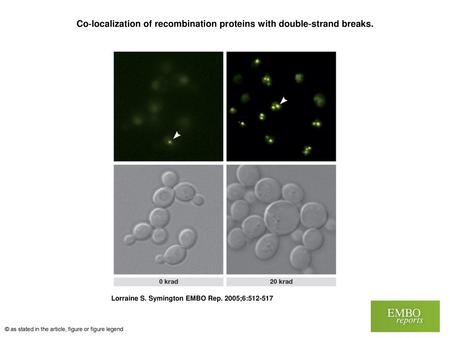 Co‐localization of recombination proteins with double‐strand breaks.