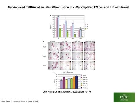 Myc‐induced miRNAs attenuate differentiation of c‐Myc‐depleted ES cells on LIF withdrawal. Myc‐induced miRNAs attenuate differentiation of c‐Myc‐depleted.