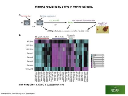 miRNAs regulated by c‐Myc in murine ES cells.