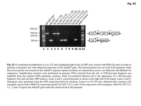 Fig. S2 1 2 3 4 5 6 7 8 9 10 11 12 Fig. S2 Cre-mediated recombination in vivo. G2 mice displaying high levels of GFP were crossed.