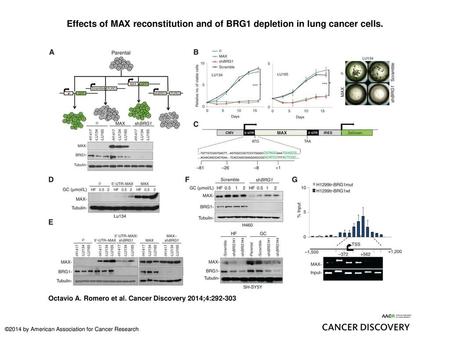 Effects of MAX reconstitution and of BRG1 depletion in lung cancer cells. Effects of MAX reconstitution and of BRG1 depletion in lung cancer cells. A,