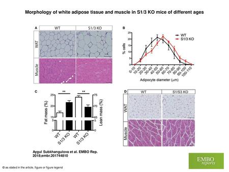 Morphology of white adipose tissue and muscle in S1/3 KO mice of different ages Morphology of white adipose tissue and muscle in S1/3 KO mice of different.