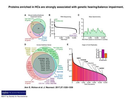 Proteins enriched in HCs are strongly associated with genetic hearing/balance impairment. Proteins enriched in HCs are strongly associated with genetic.