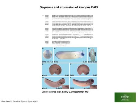 Sequence and expression of Xenopus EAF2.