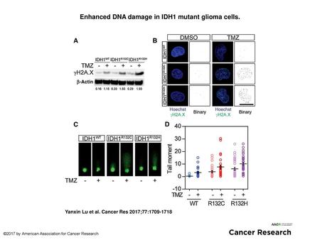Enhanced DNA damage in IDH1 mutant glioma cells.