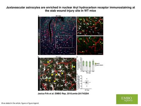 Juxtavascular astrocytes are enriched in nuclear Aryl hydrocarbon receptor immunostaining at the stab wound injury site in WT mice Juxtavascular astrocytes.
